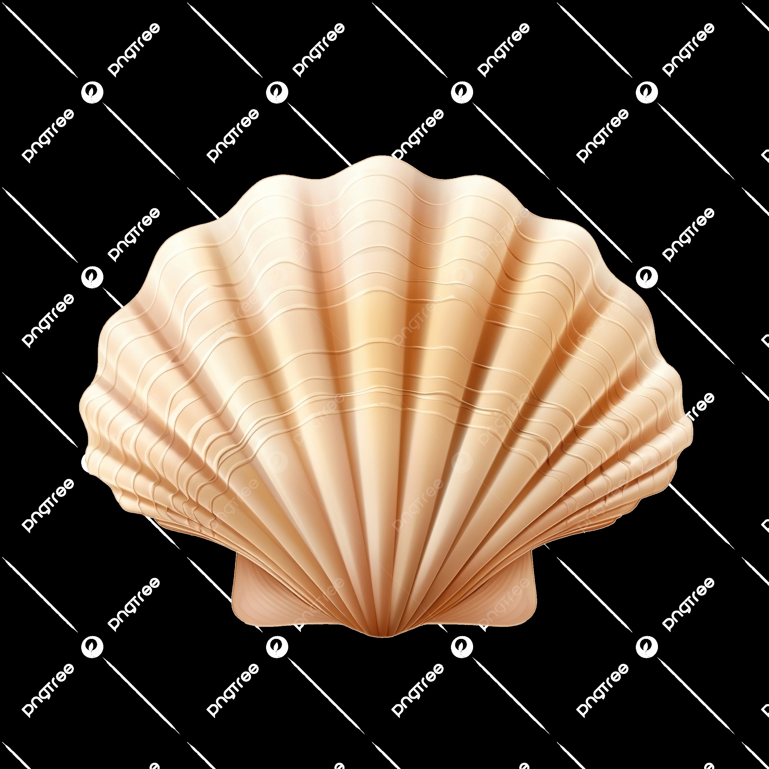 🏛️ 토사시미즈 시립 다쓰쿠시 조개류 전시관 바다의 갤러리 (토사시미즈 시리츠 타츠쿠시 카이루이 텐지칸 우미노갸라리) 이미지 8